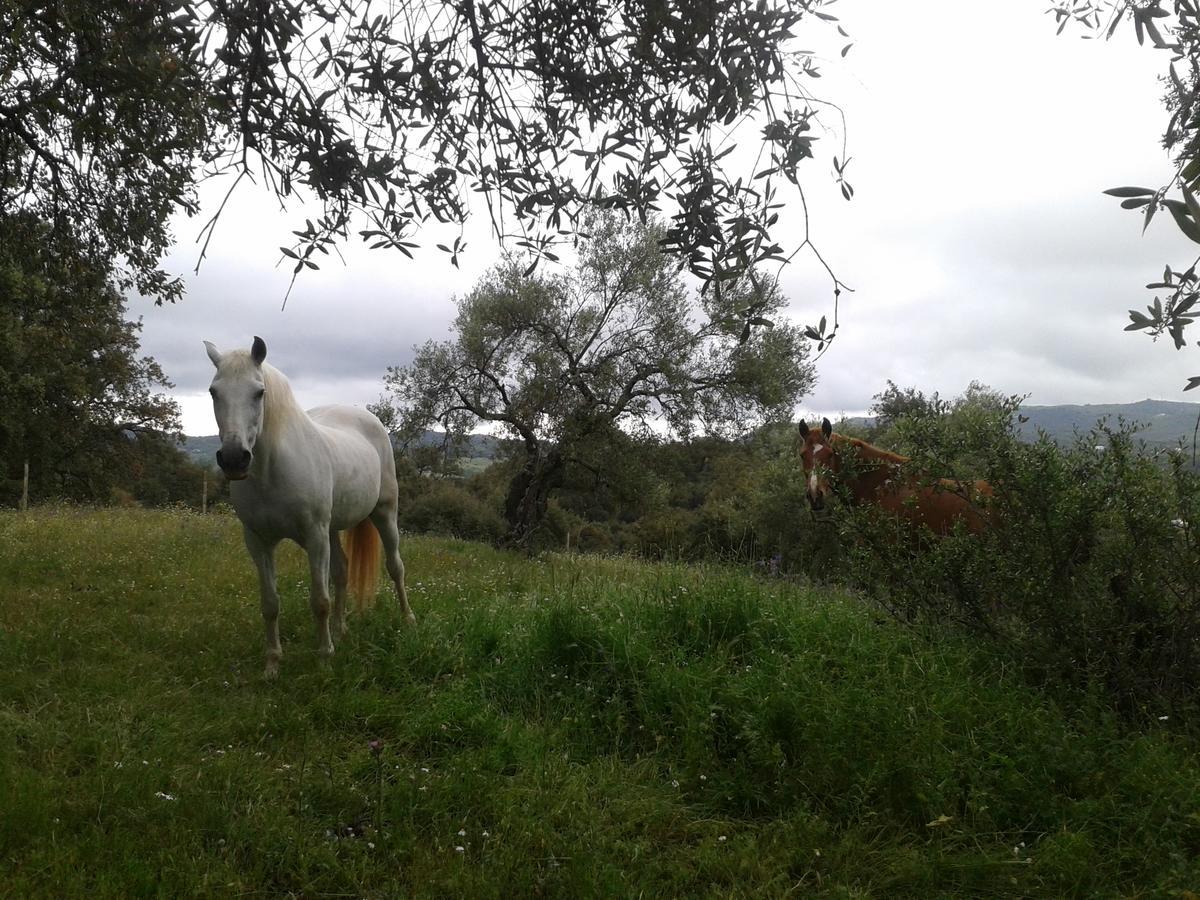 Finca la Carnicera Constantina Exteriör bild
